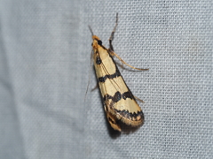 Metallarcha eurychrysa