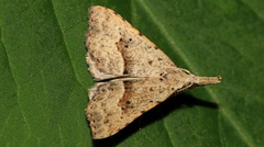 Trigonistis