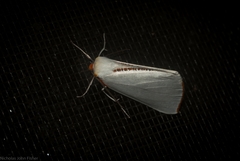 Thalaina selenaea