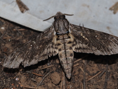 Agrius godarti