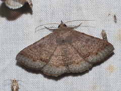 Ericeia subsignata
