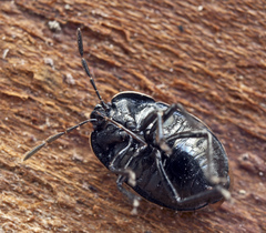 Adomerus biguttatus