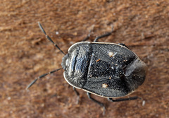 Adomerus biguttatus