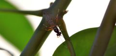 Xanthocryptus novozealandicus