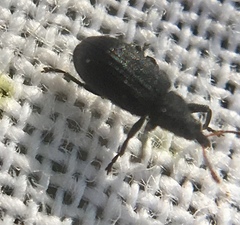 Magdalis ruficornis