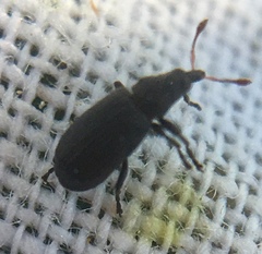 Magdalis ruficornis