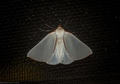 Thalaina selenaea