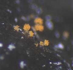 Stigmatella aurantiaca