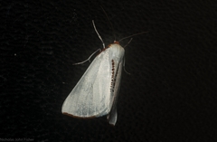 Thalaina selenaea