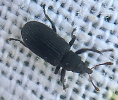 Magdalis ruficornis