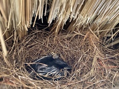 Copsychus sechellarum