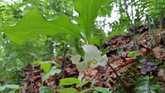 Trillium catesbaei