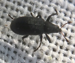 Magdalis ruficornis
