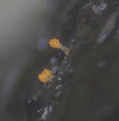 Stigmatella aurantiaca
