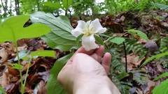 Trillium catesbaei