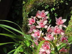 Cymbidium hookerianum