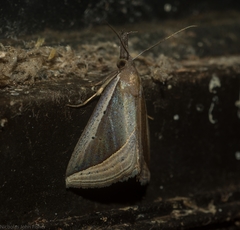 Hypena conscitalis