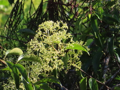 Urceola micrantha