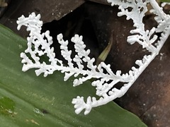 Brunneocorticium corynecarpon