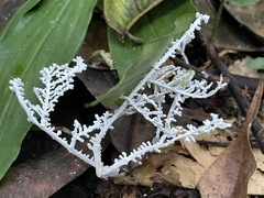 Brunneocorticium corynecarpon