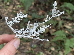 Brunneocorticium corynecarpon