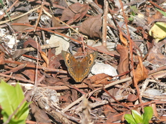 Junonia neildi
