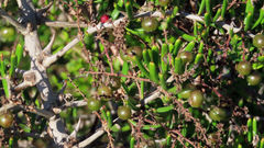 Asparagus crassicladus