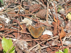 Junonia neildi