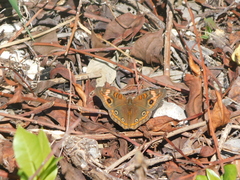 Junonia neildi
