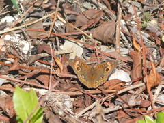Junonia neildi