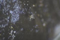 Ascobolus hawaiiensis
