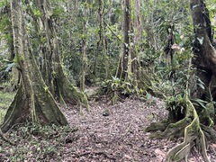 Pterocarpus officinalis