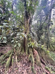 Pterocarpus officinalis