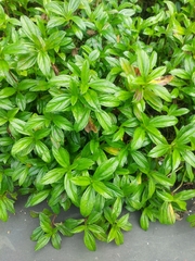 Sphagneticola calendulacea