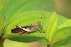 Epistaurus