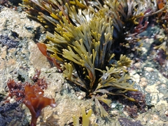Pelvetiopsis limitata