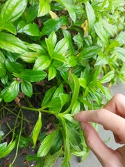 Sphagneticola calendulacea