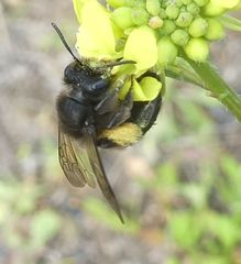 Andrena vulcana