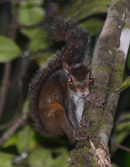 Sciurus deppei