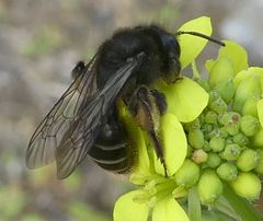 Andrena vulcana