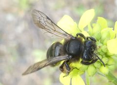 Andrena vulcana