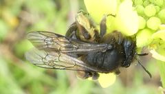 Andrena vulcana