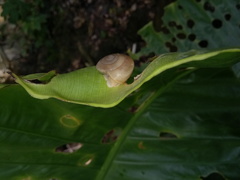 Quantula striata