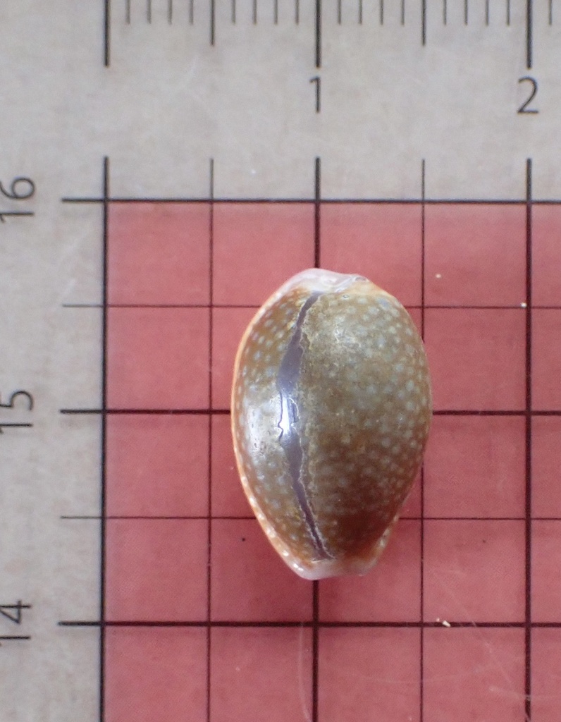 Hawaiian Honey Cowry