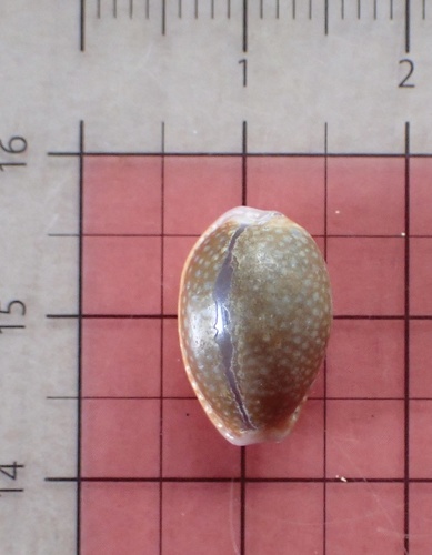 Hawaiian Honey Cowry