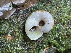 Aperostoma