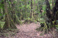 Pterocarpus officinalis