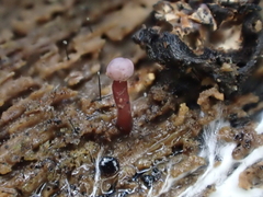 Ascocoryne trichophora