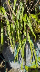 Lepisorus monilisorus