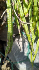 Lepisorus monilisorus